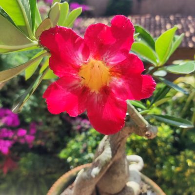 Rosa Do Deserto