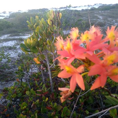 Orquídeas das dunas