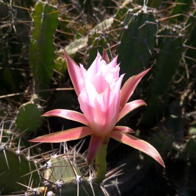 Flor Cacto das Dunas